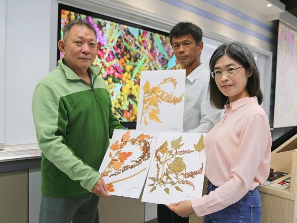 獲未來糧食美名　中山大學為「臺灣藜」建首套國際生長編碼1